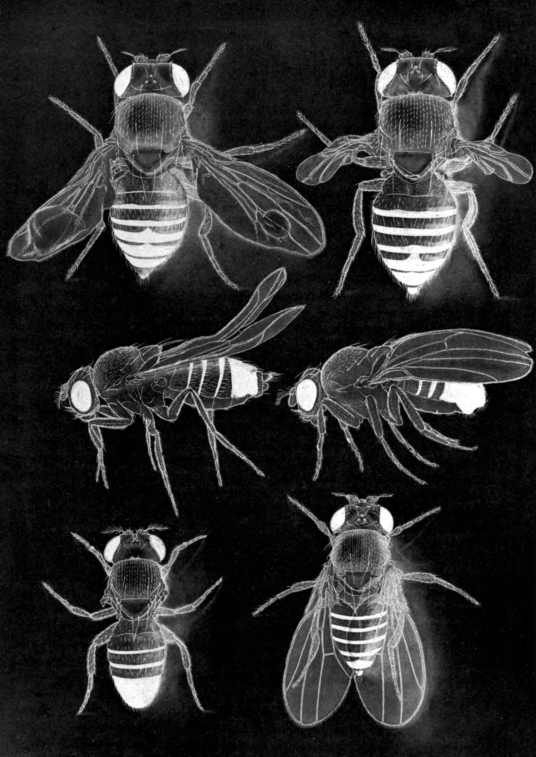 Reproduction mutante