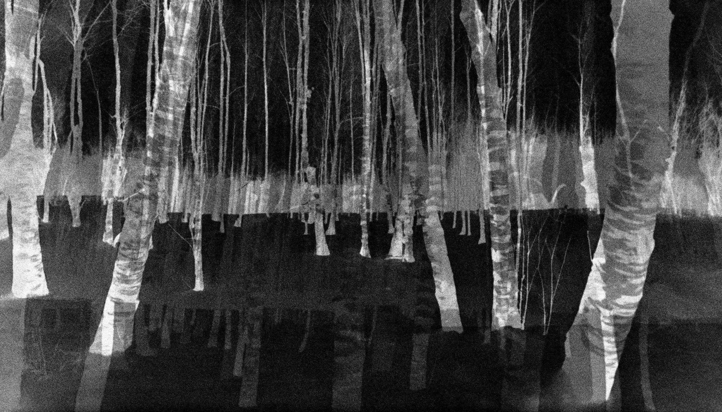 Les arbres